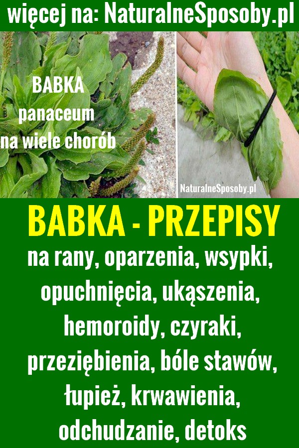 NaturalneSposoby.pl-babka-zwyczajna-babka-lancetowata