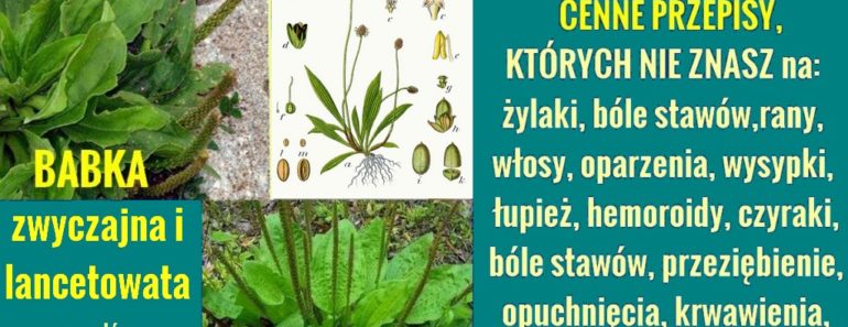 naturalnesposoby.pl-babka-lacetowata-a-babka-zwyczajna-domowe-przepisy